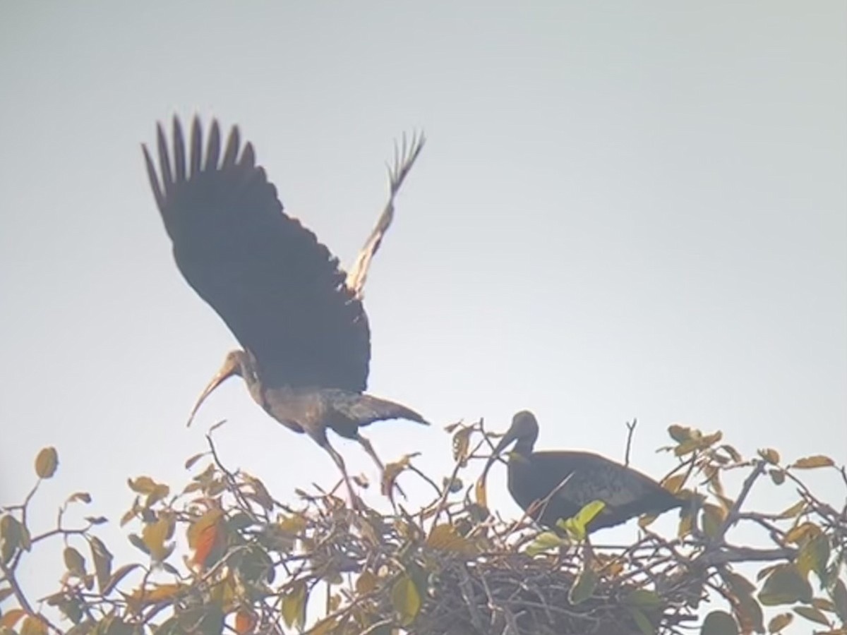 Giant Ibis - ML631775863
