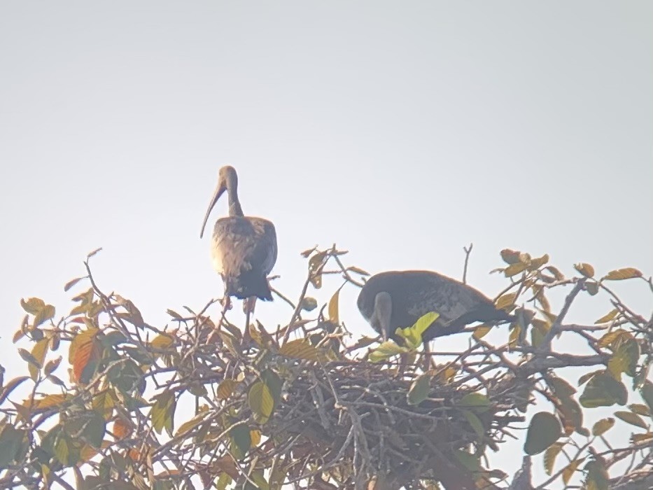 Giant Ibis - ML631775864