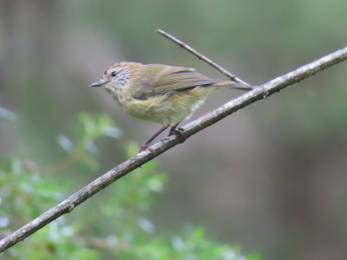 Striated Thornbill - ML631775865
