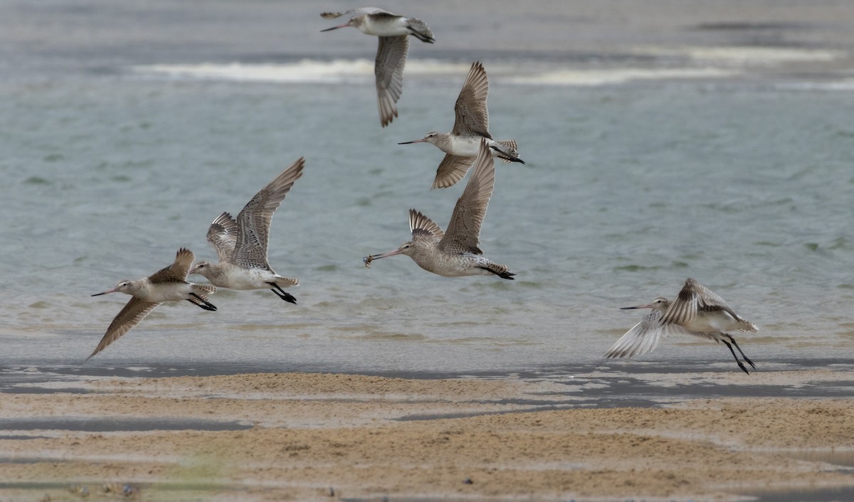 Хурган цууцал - ML631775885