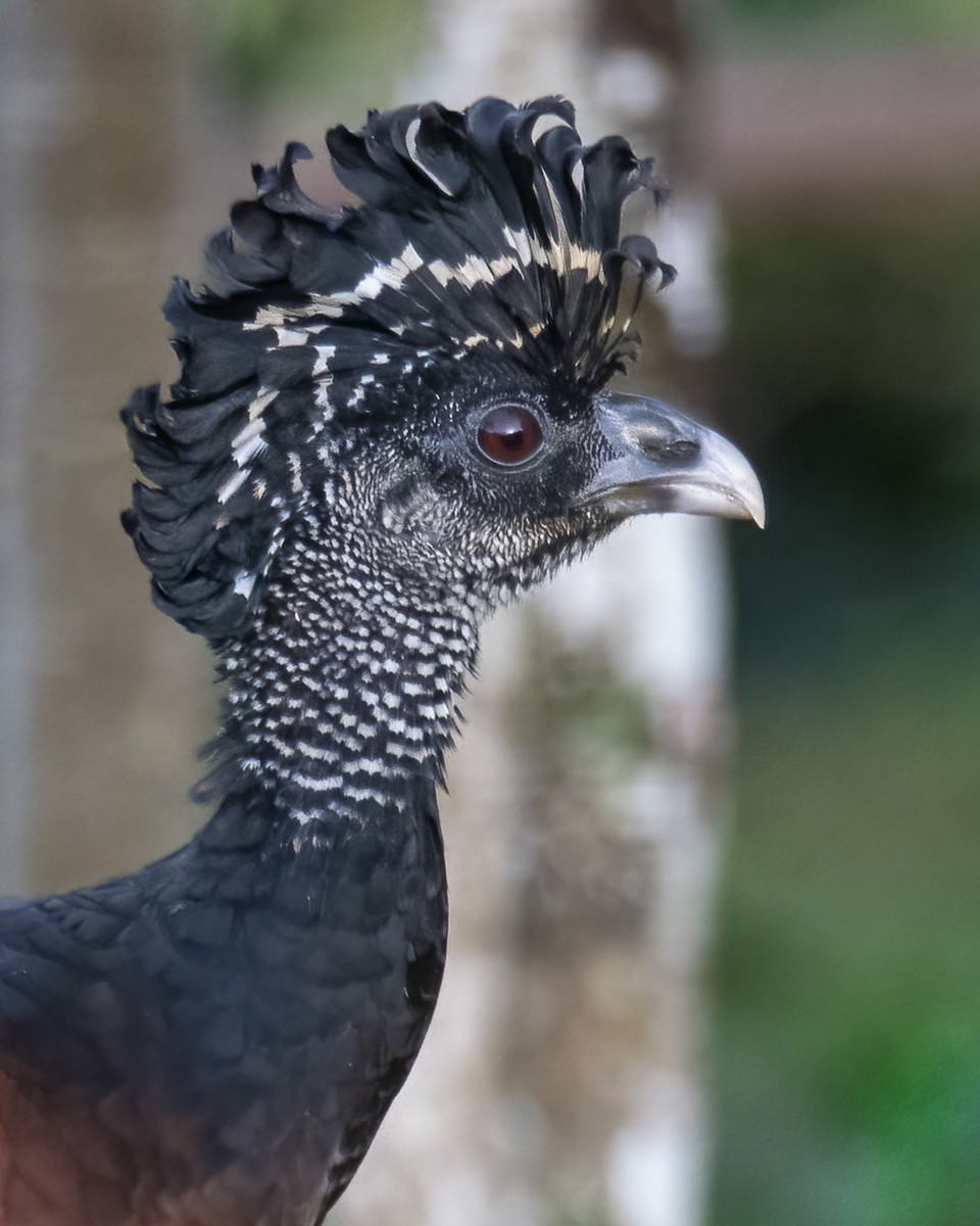 Great Curassow - ML631775904