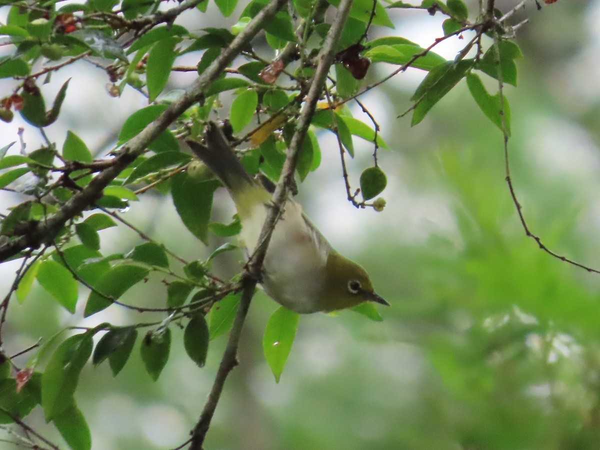 Silvereye - ML631775905