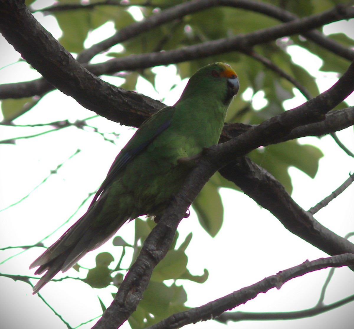 Malherbe's Parakeet - ML631775934