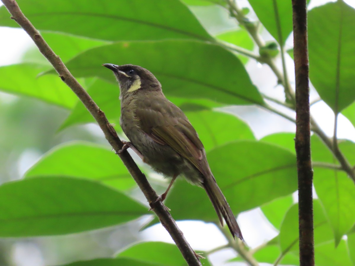 Lewin's Honeyeater - ML631775960