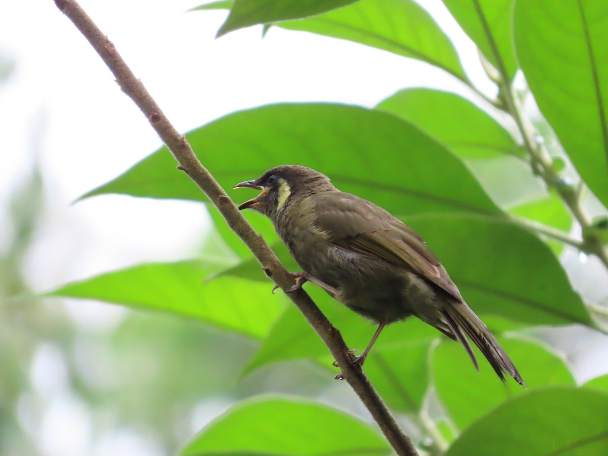 Lewin's Honeyeater - ML631775968