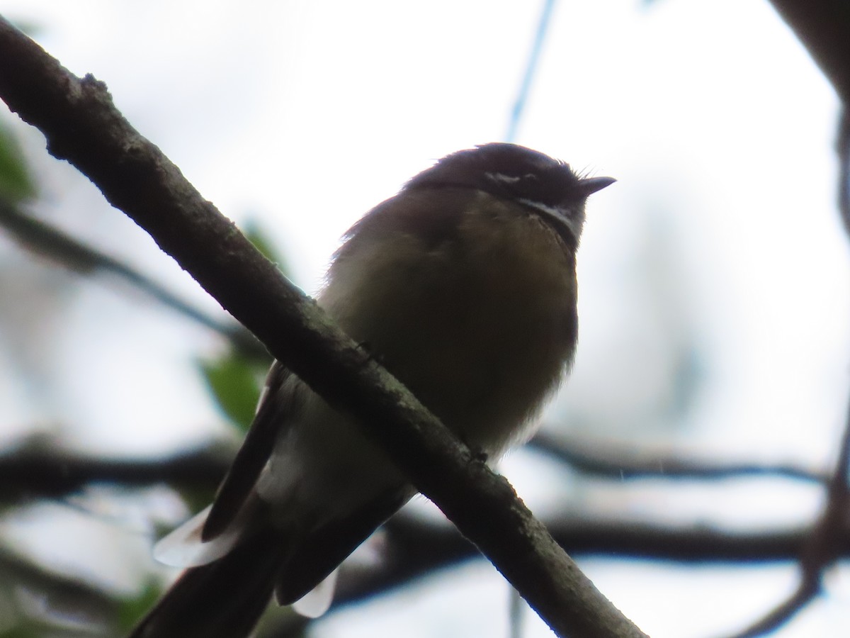 Gray Fantail (alisteri) - ML631776024