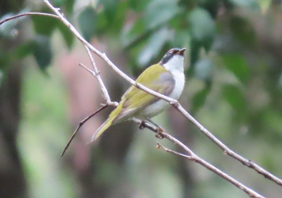 White-naped Honeyeater - ML631776100