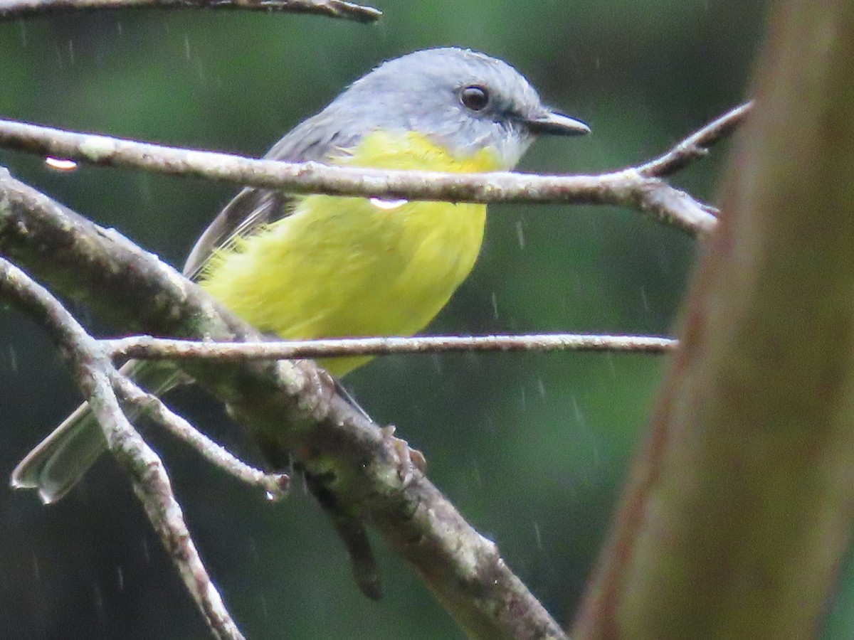 Eastern Yellow Robin - ML631776151