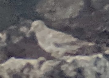 Rock Sandpiper - ML631776153