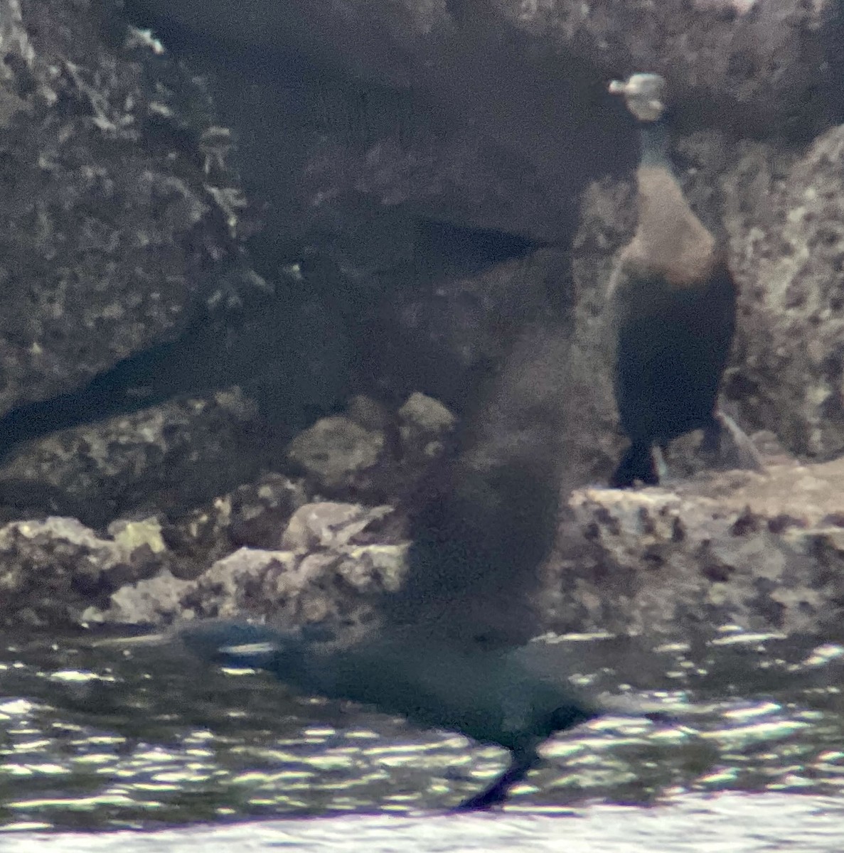 Rock Sandpiper - ML631776154