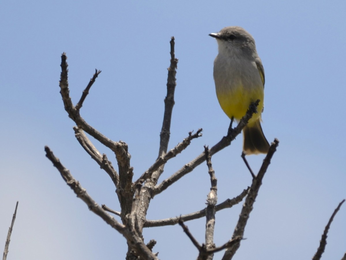 Chapada Flycatcher - ML631776174