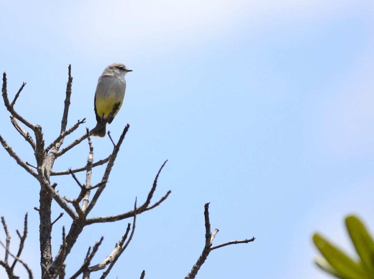 Chapada Flycatcher - ML631776175