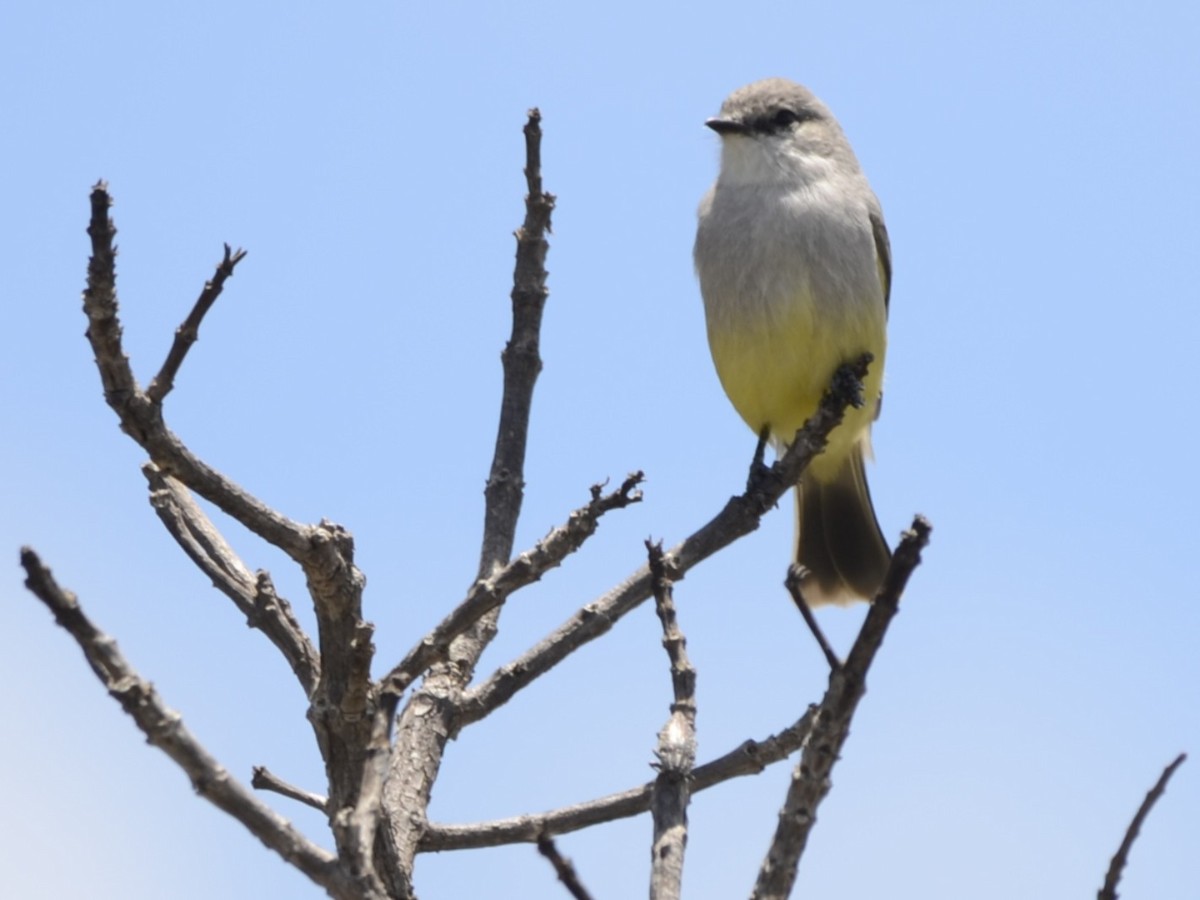 Chapada Flycatcher - ML631776178