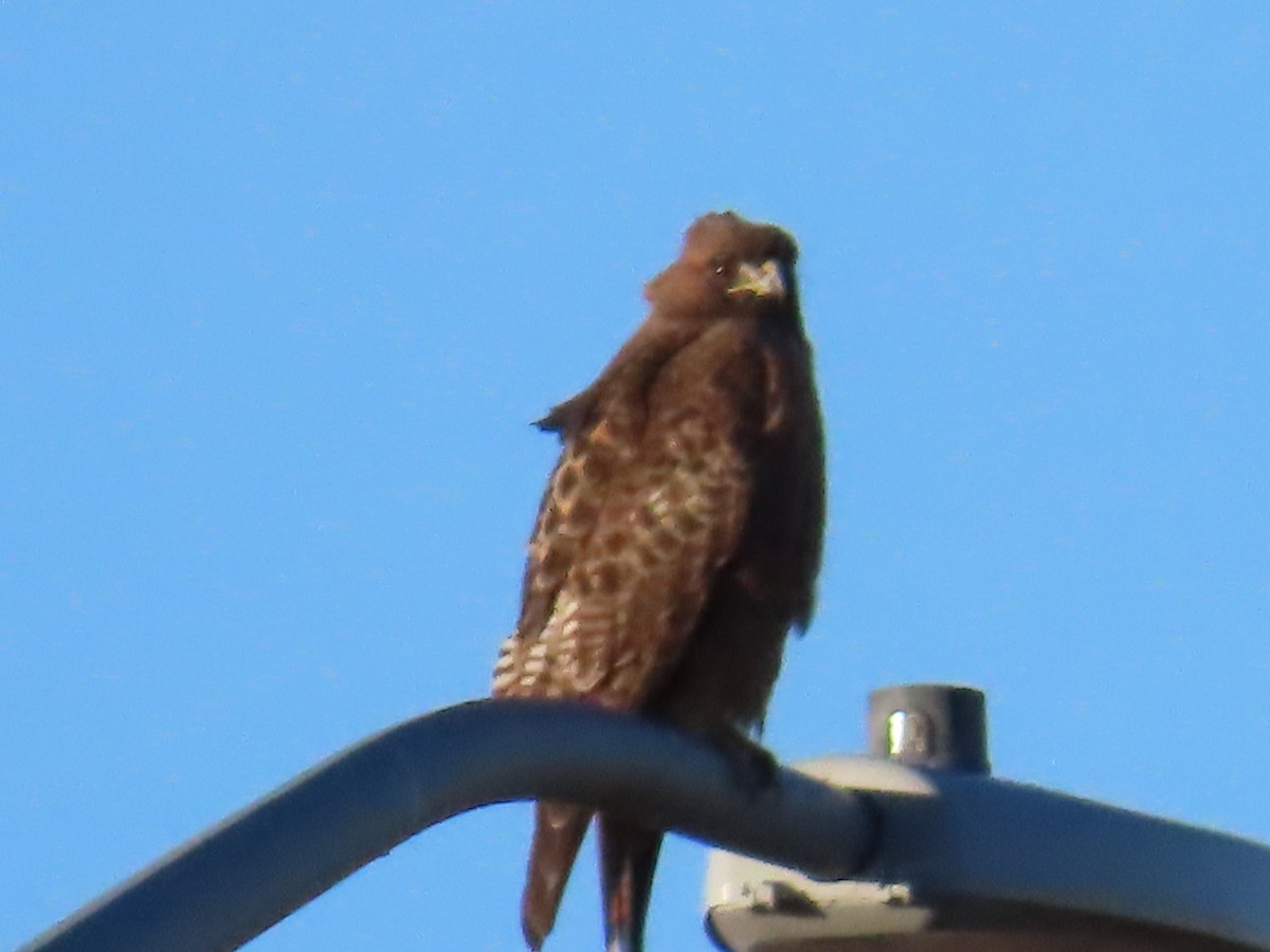 Red-tailed Hawk - ML631776222