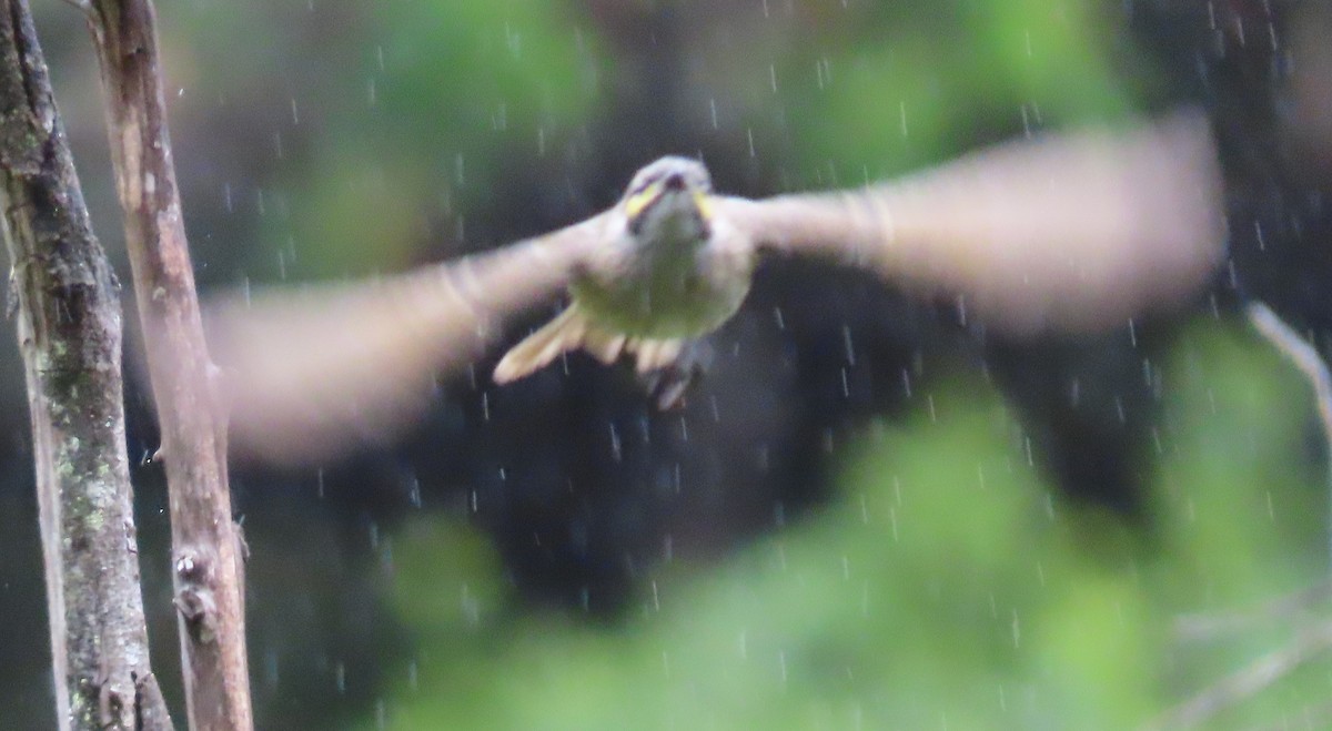 Yellow-faced Honeyeater - ML631776244
