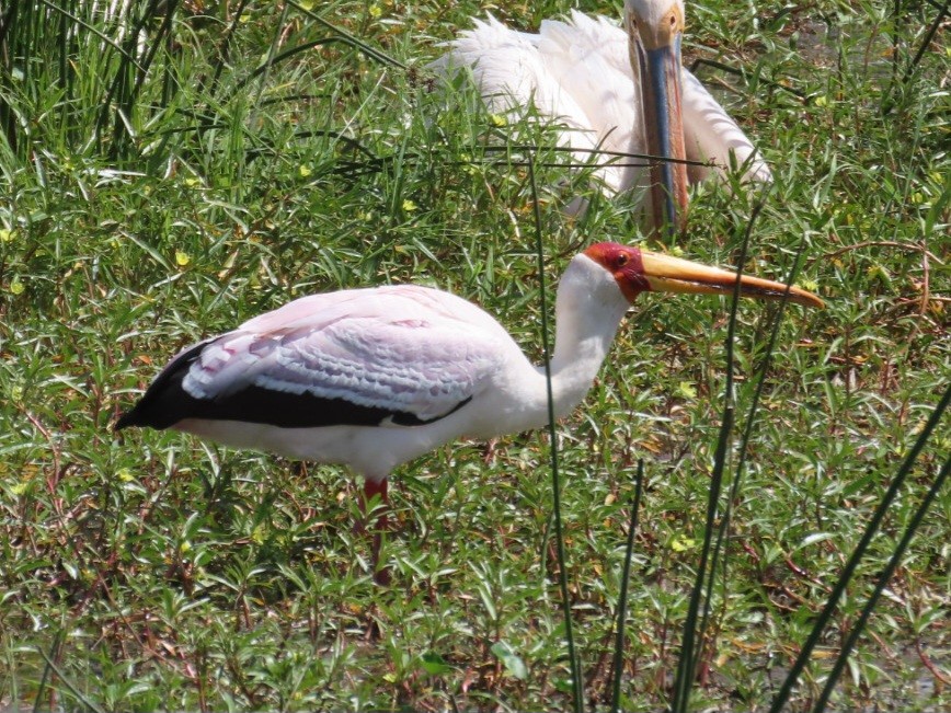 Yellow-billed Stork - ML631776254
