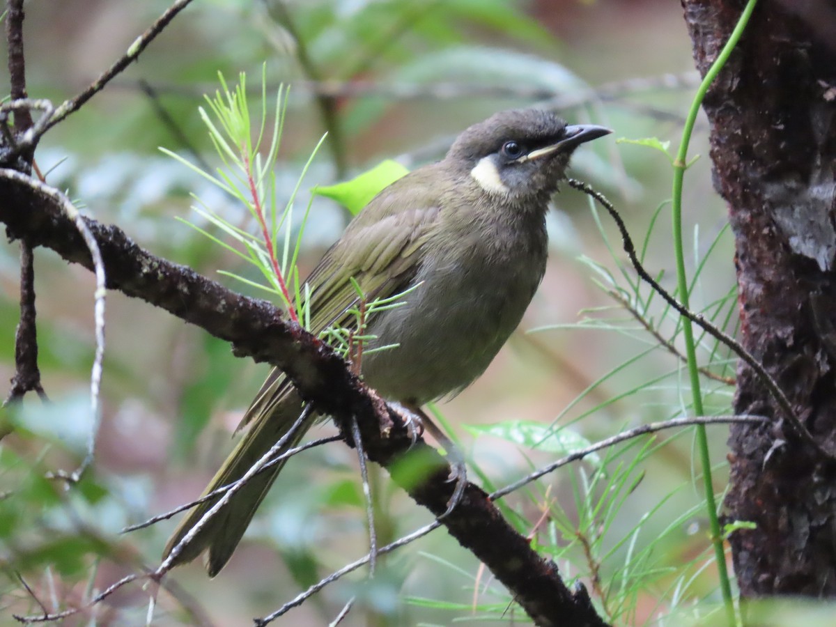 Lewin's Honeyeater - ML631776300