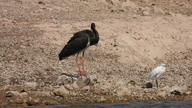 Black Stork - ML631776301