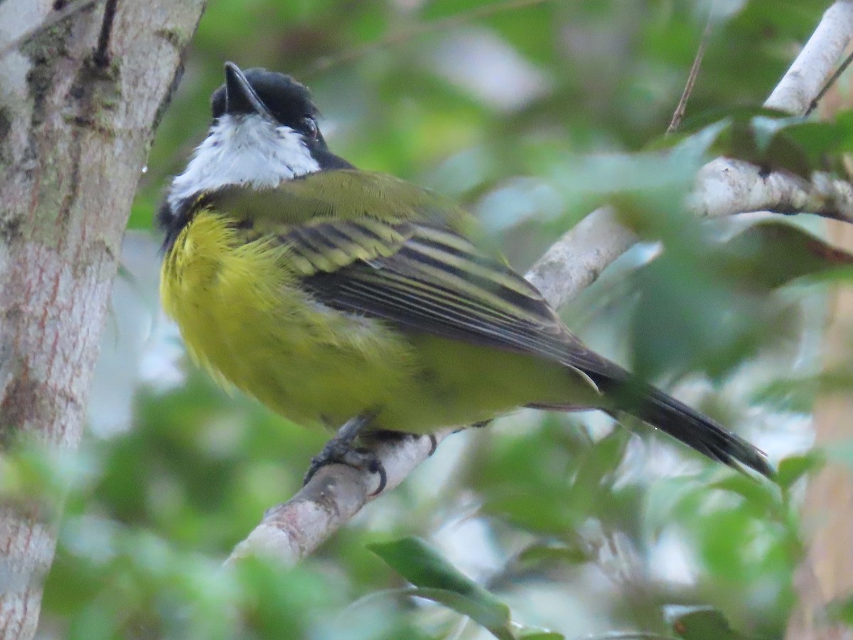Golden Whistler (Eastern) - ML631776418