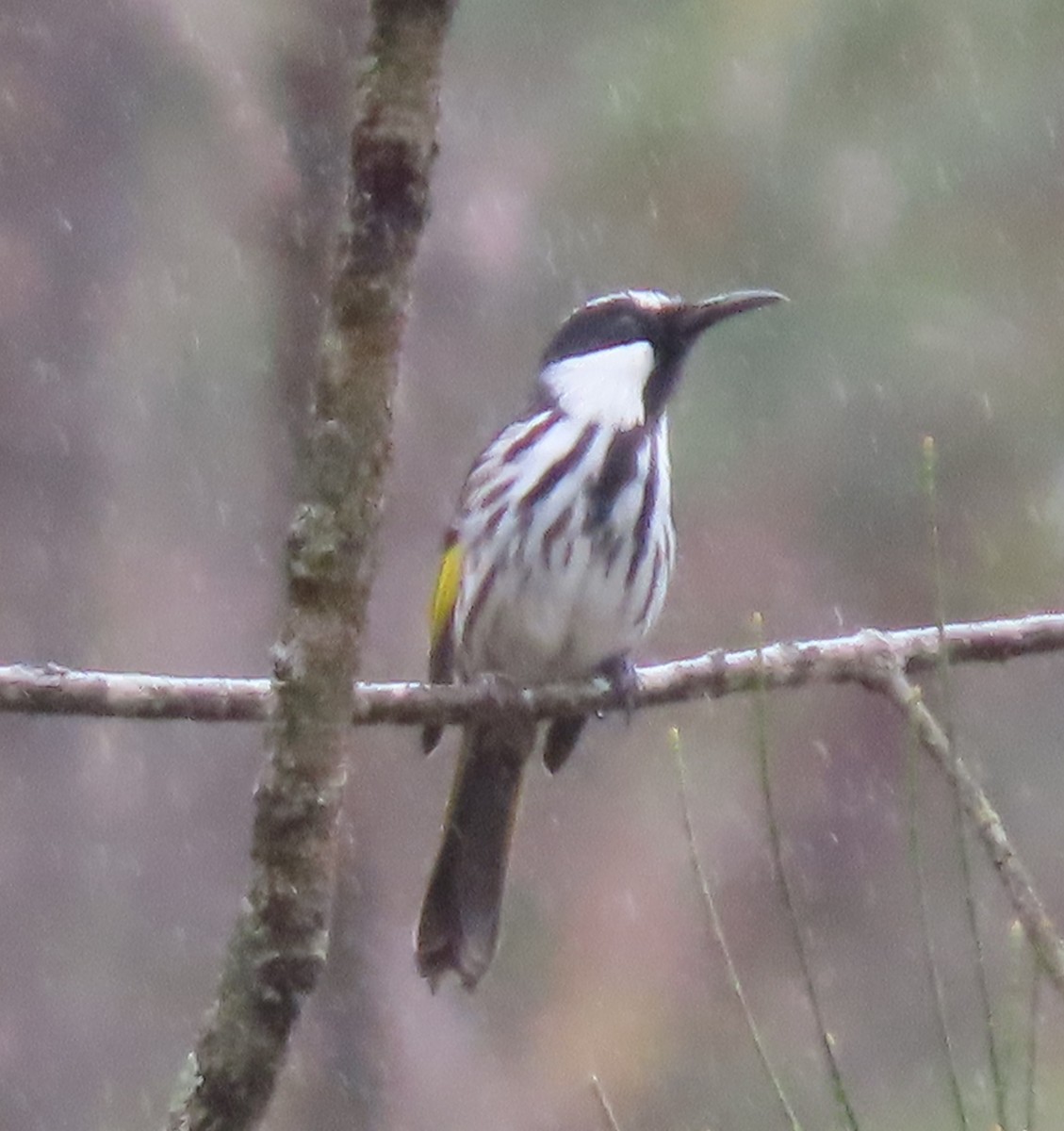 White-cheeked Honeyeater - ML631776502