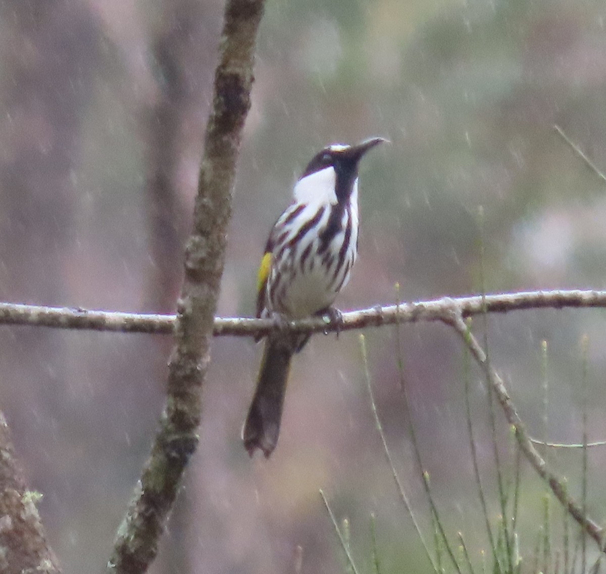 White-cheeked Honeyeater - ML631776526