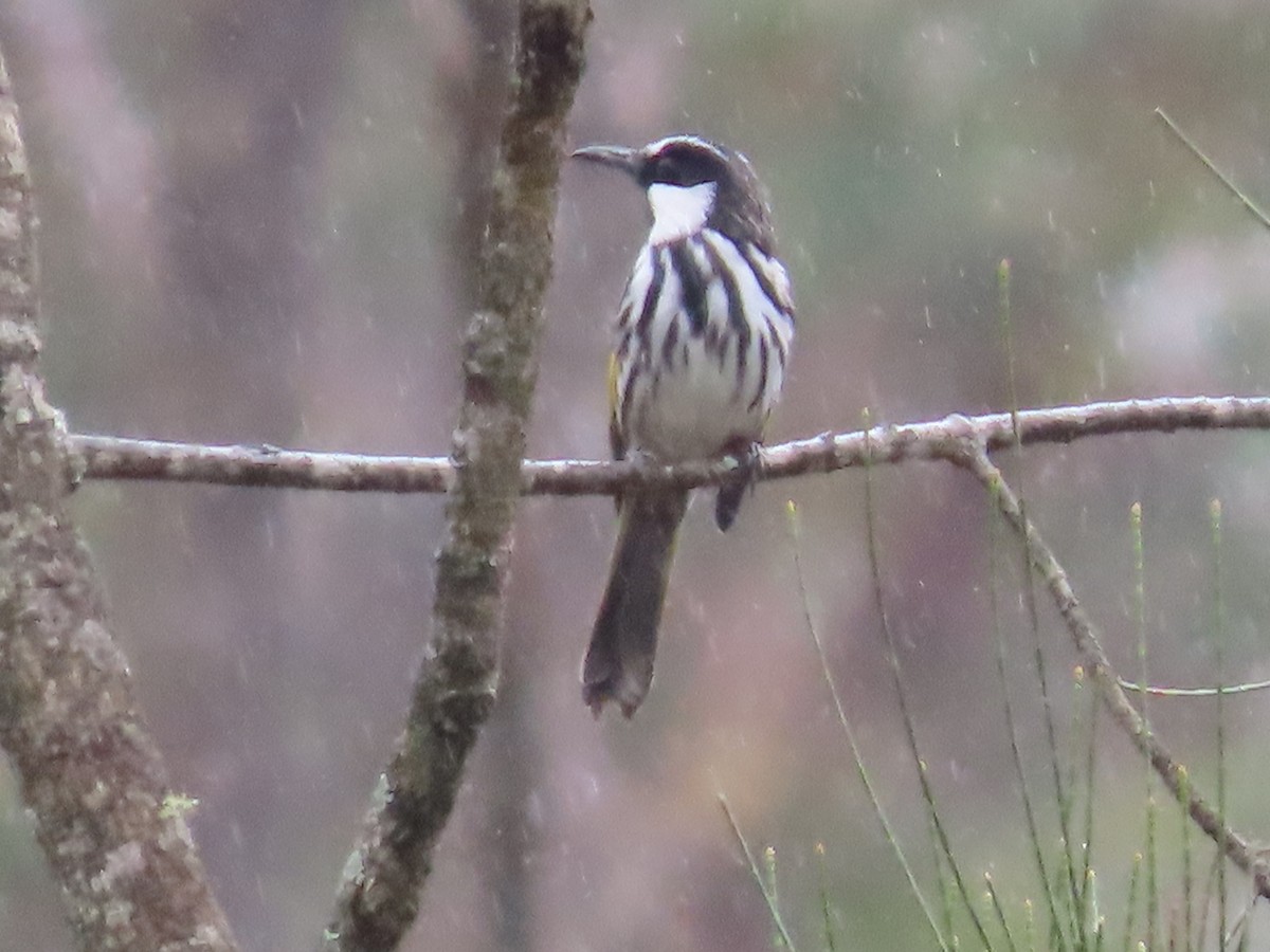 White-cheeked Honeyeater - ML631776538