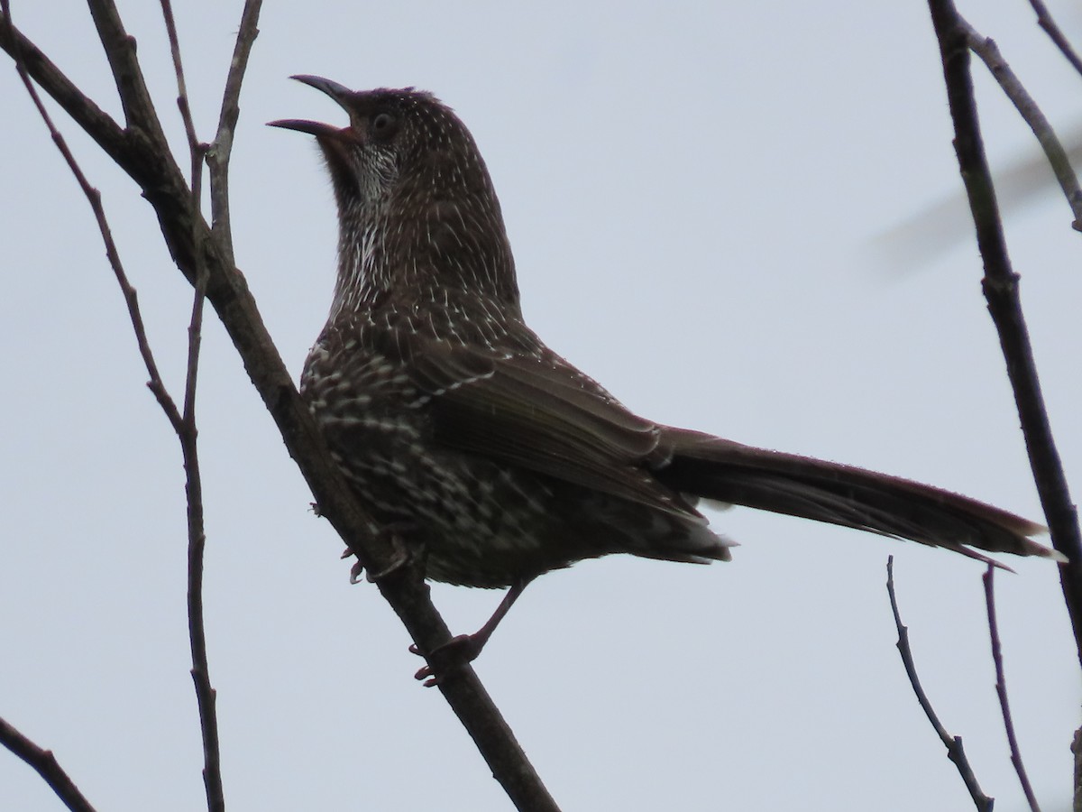 Little Wattlebird - ML631776640