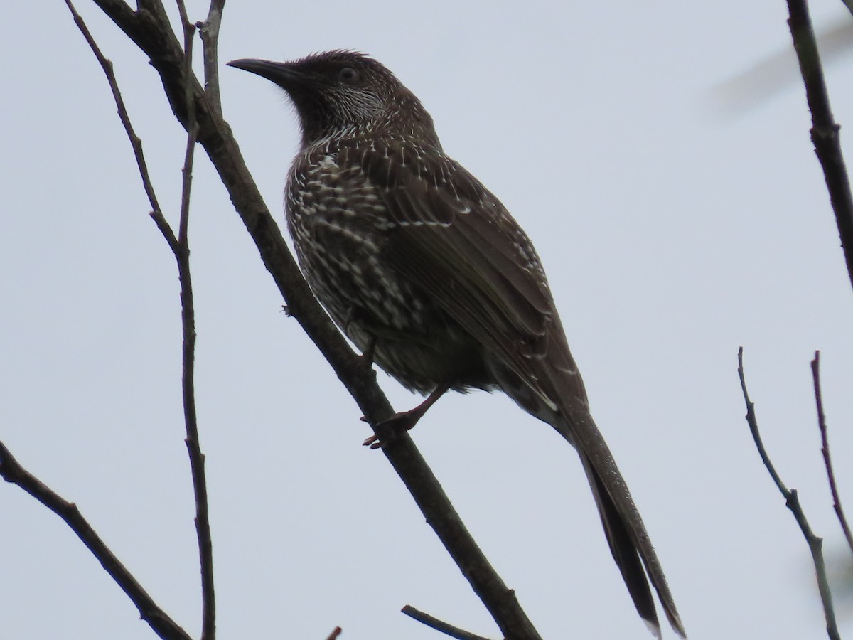 Little Wattlebird - ML631776644