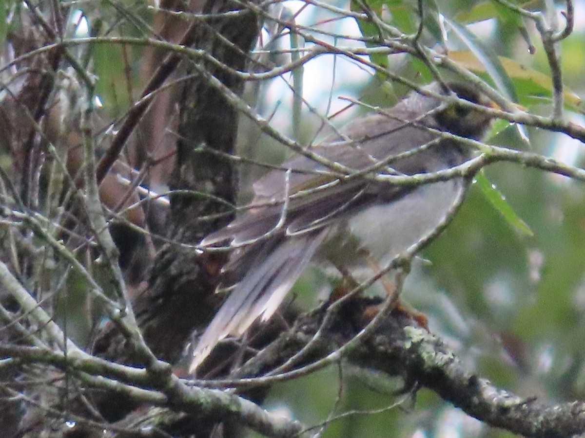 Noisy Miner - ML631776706