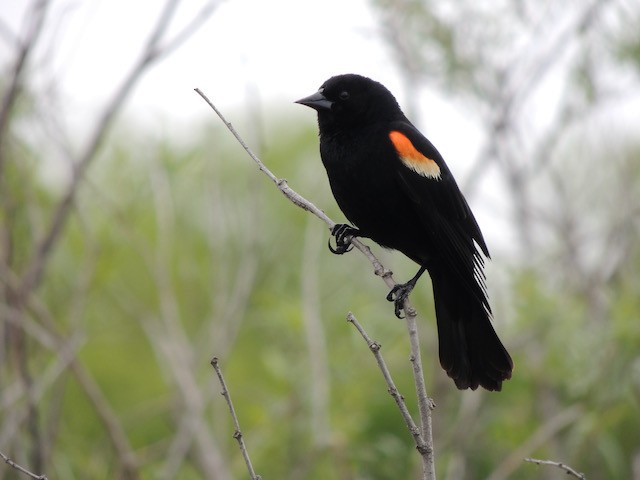 Red-winged Blackbird - ML631776735