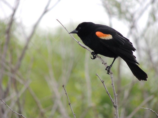 Red-winged Blackbird - ML631776736