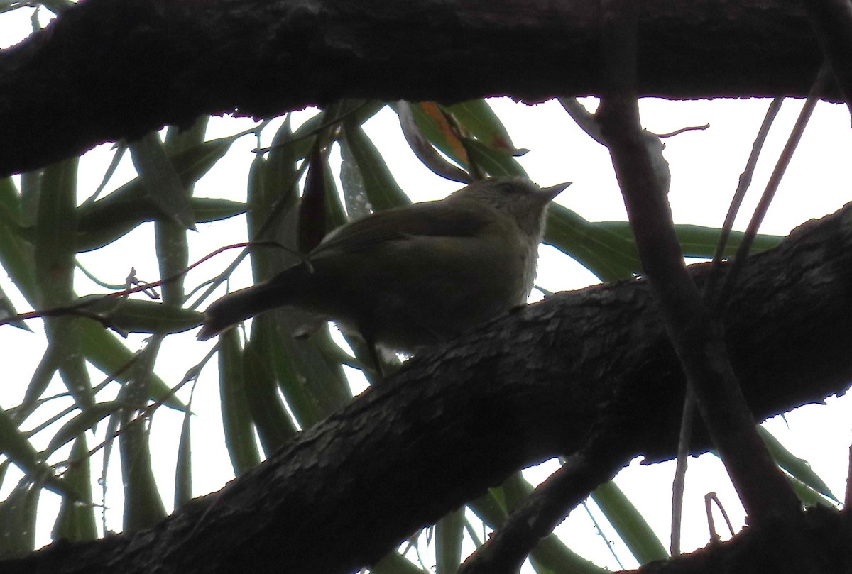 Striated Thornbill - ML631776882