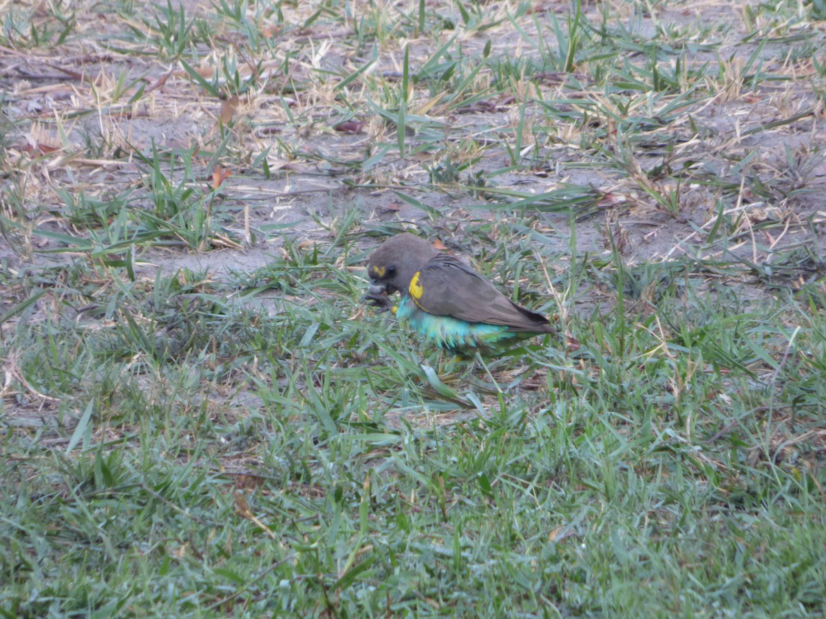 Meyer's Parrot - ML63177691