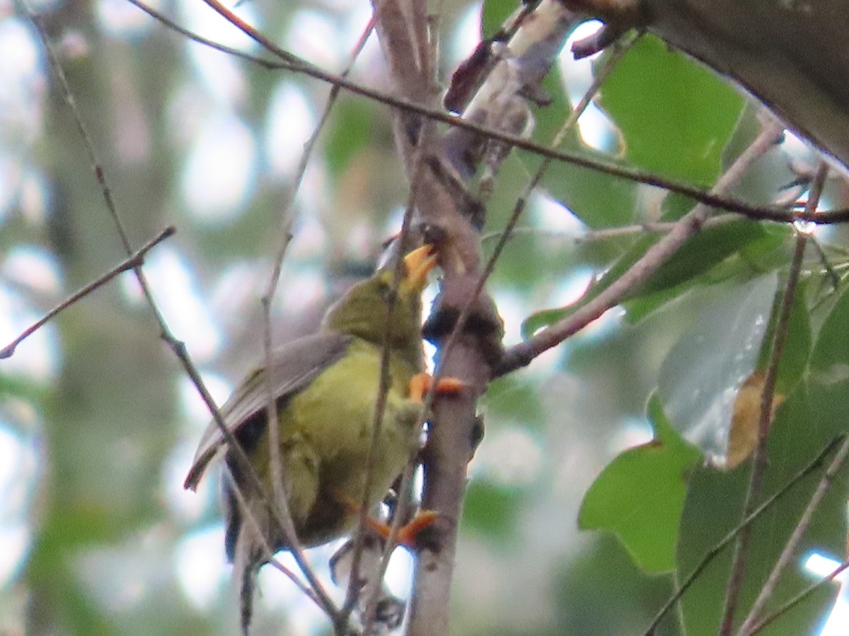 Bell Miner - ML631776943