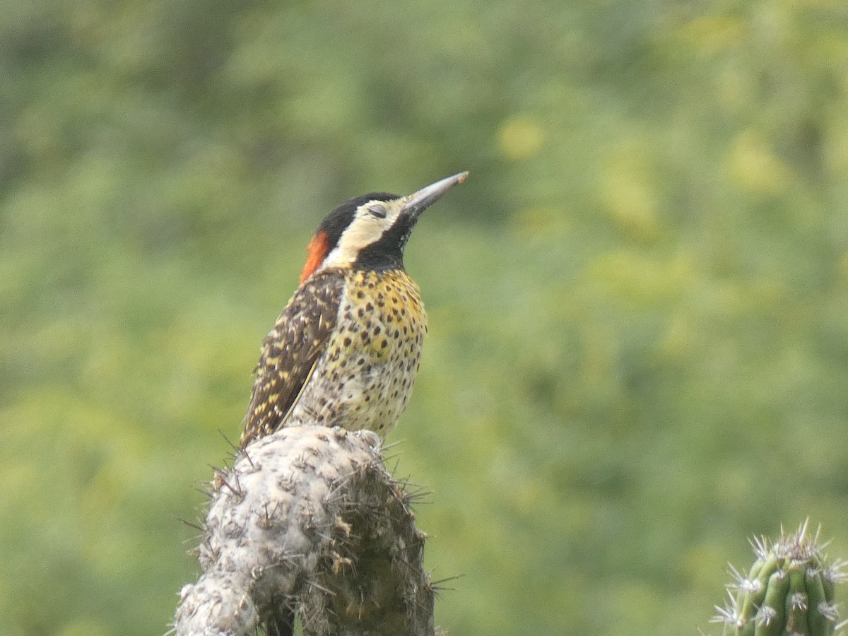 Green-barred Woodpecker - ML631777145