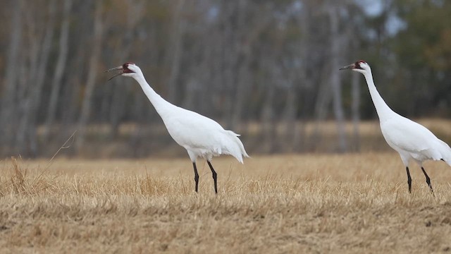 Whooping Crane - ML631777199