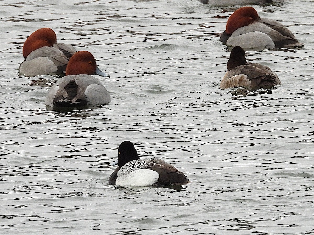Lesser Scaup - ML631777358