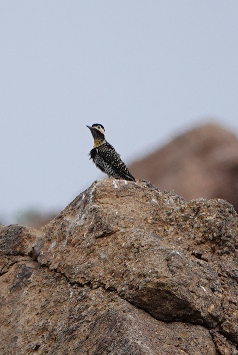 Green-barred Woodpecker - ML631777374