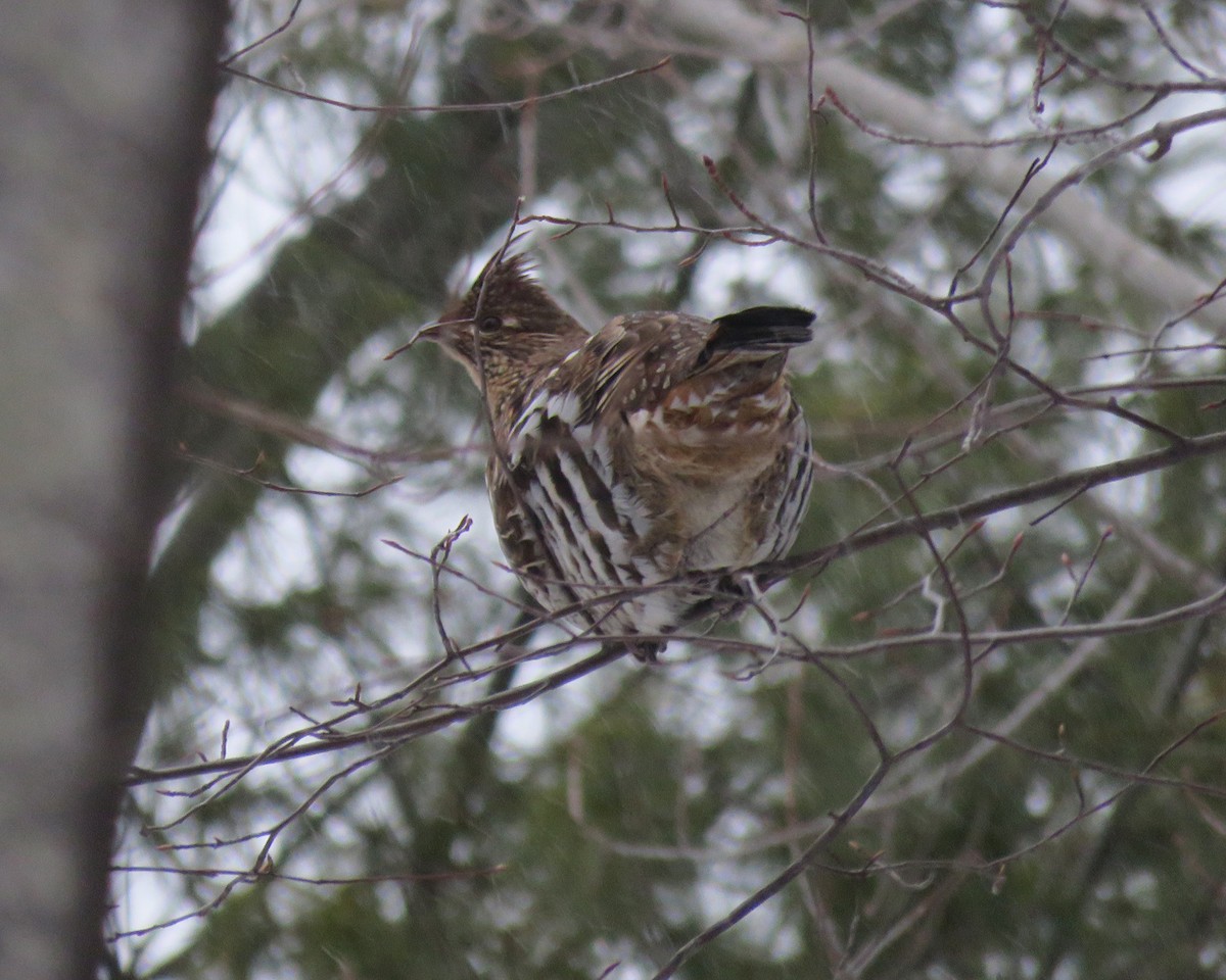 Ruffed Grouse - ML631777470