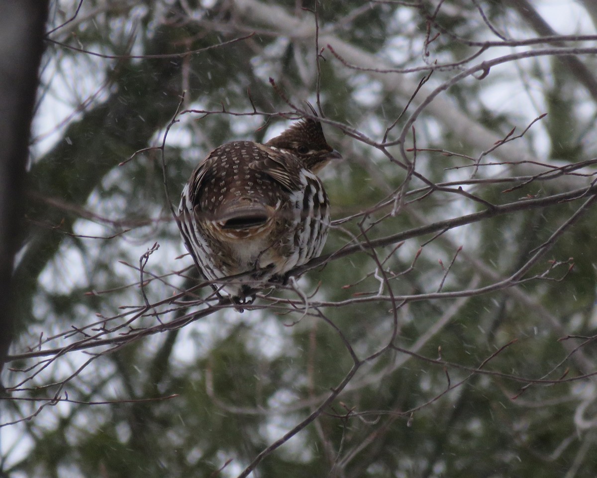 Ruffed Grouse - ML631777472