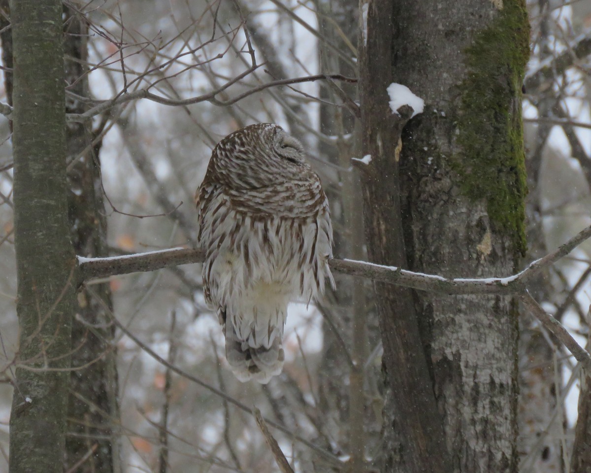 Barred Owl - ML631777484