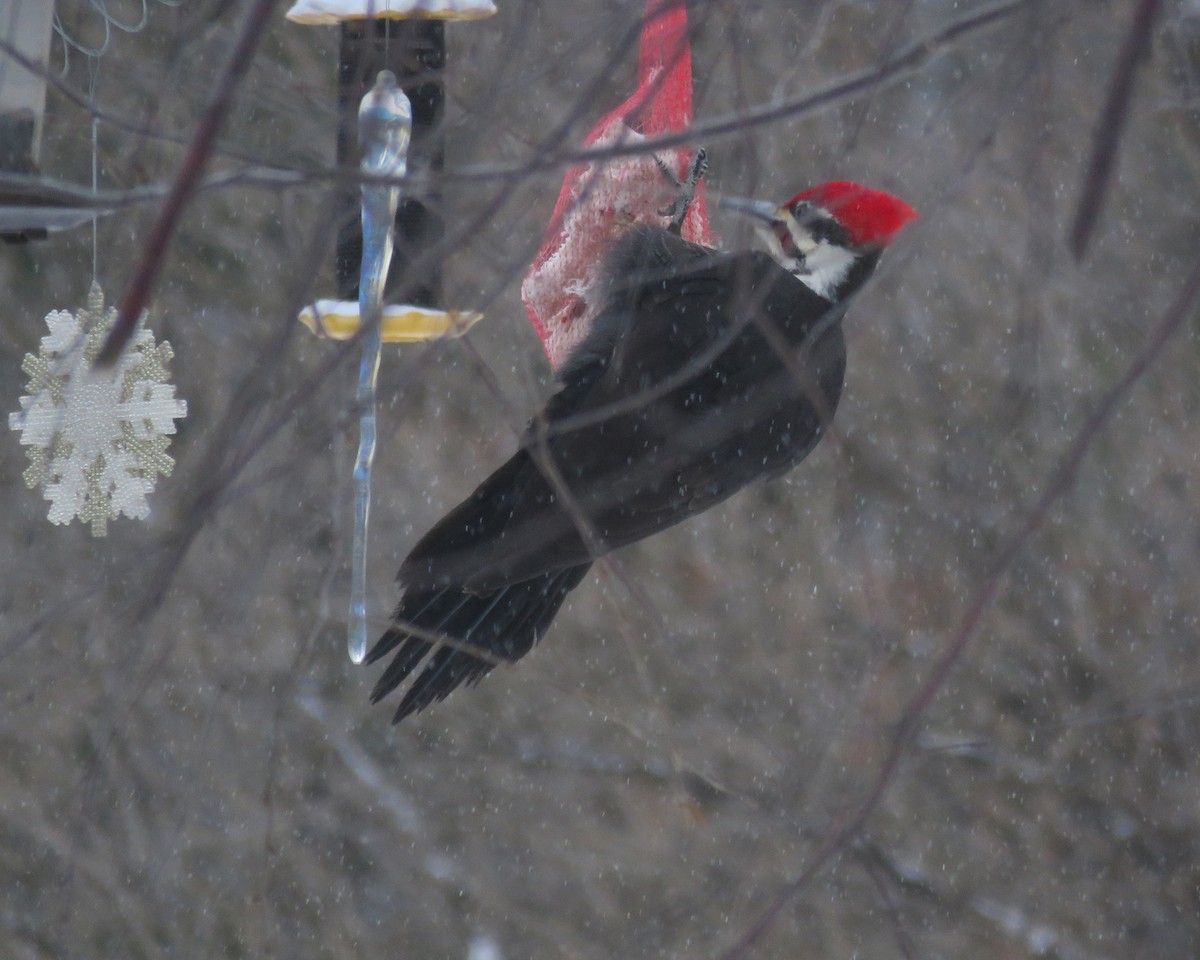 Pileated Woodpecker - ML631777509