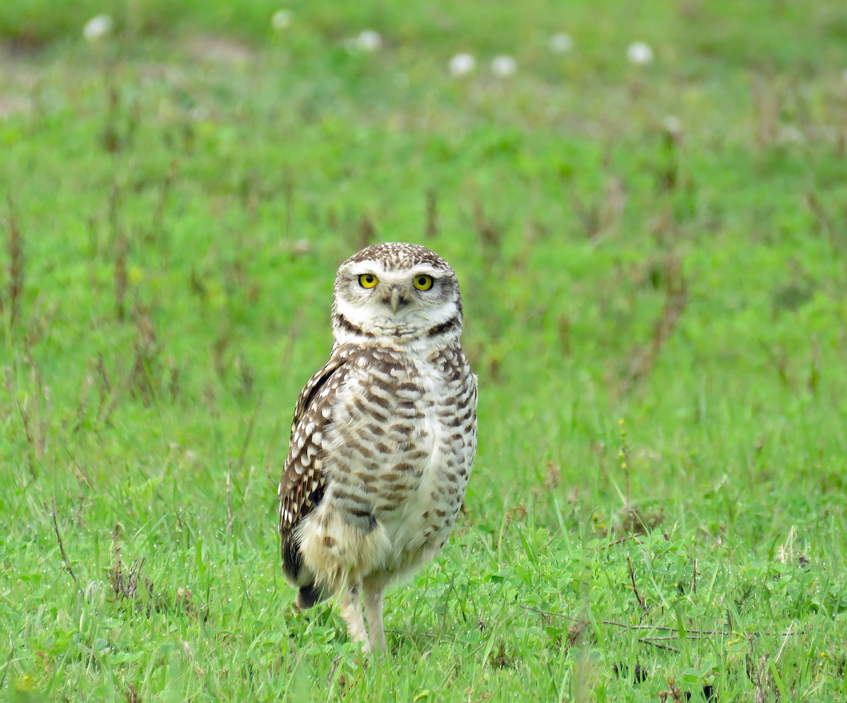 アナホリフクロウ（cunicularia グループ） - ML631777524