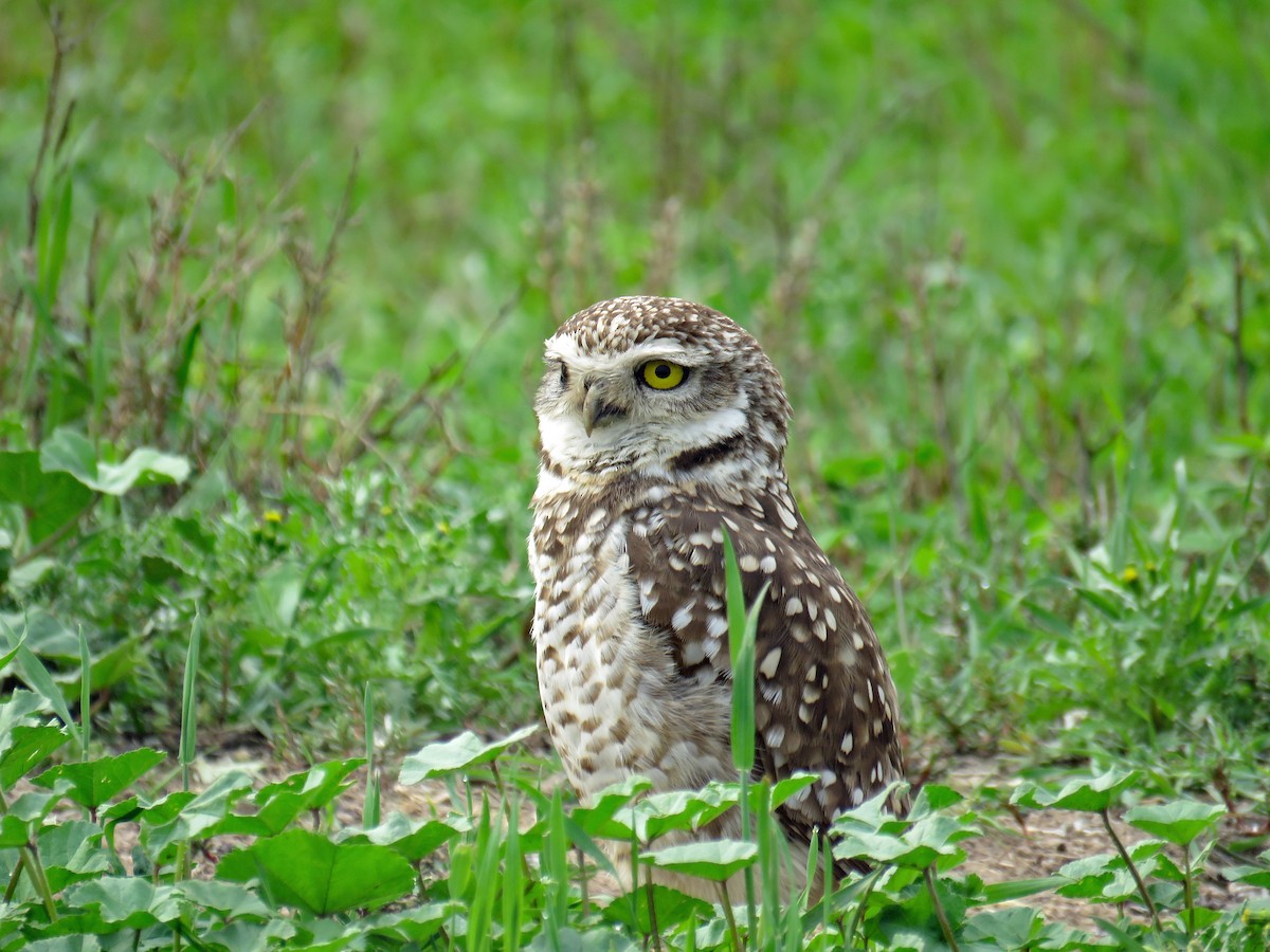アナホリフクロウ（cunicularia グループ） - ML631777526