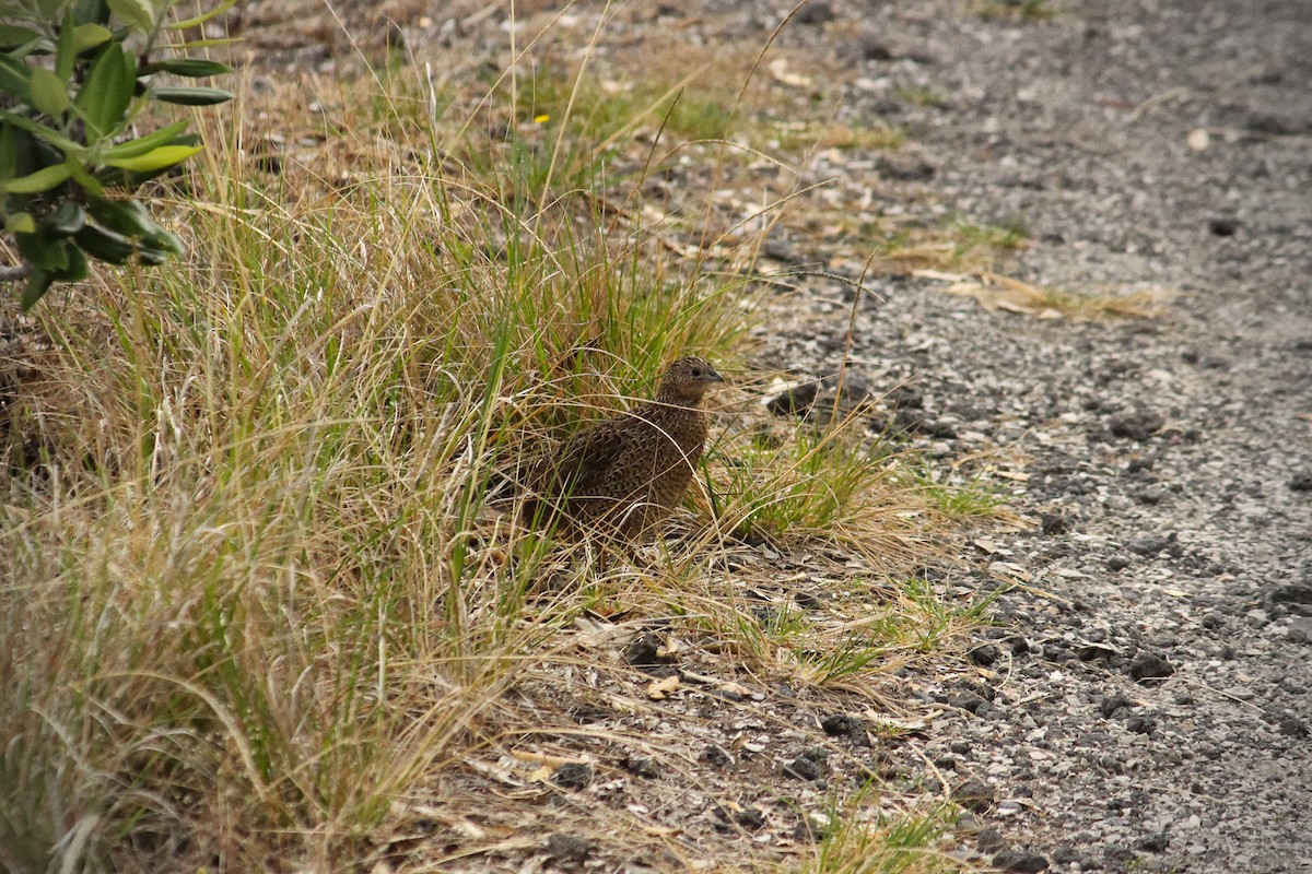 Brown Quail - ML631777578