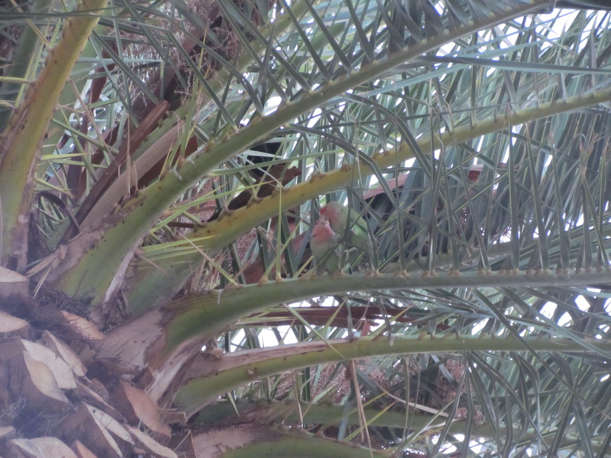 Rosy-faced Lovebird - ML631777622
