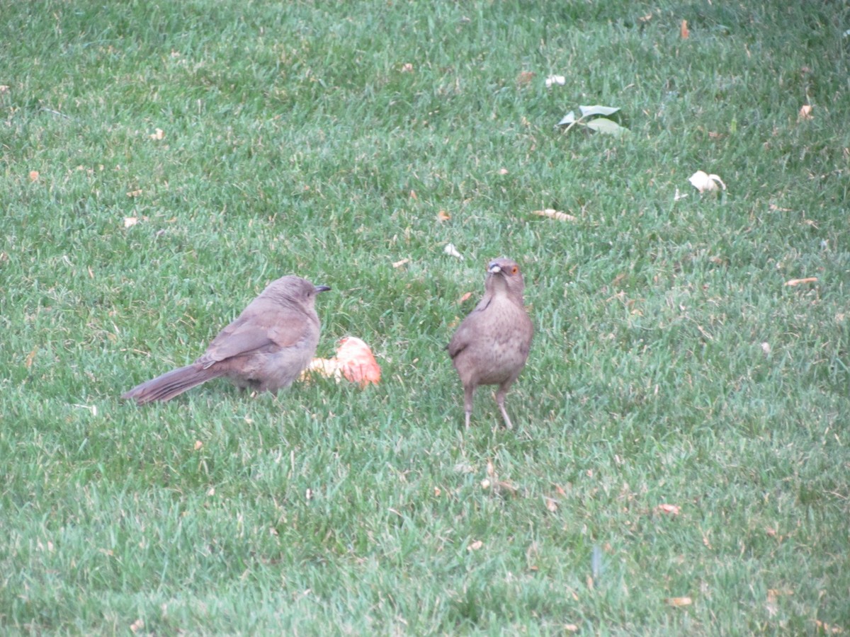 Curve-billed Thrasher (palmeri Group) - ML631777640