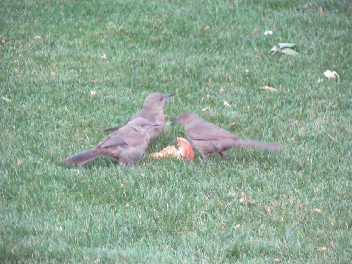 Curve-billed Thrasher (palmeri Group) - ML631777678