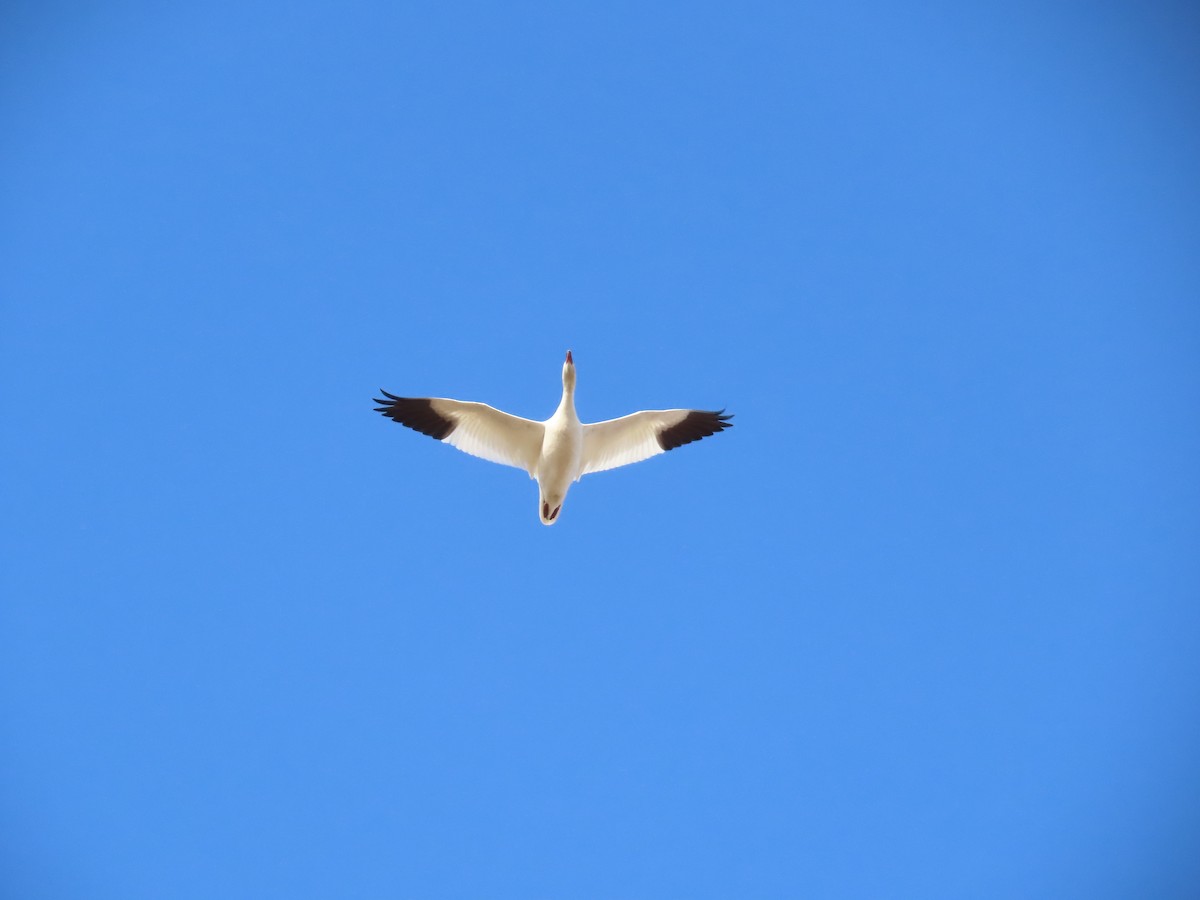 Snow Goose - ML631777705