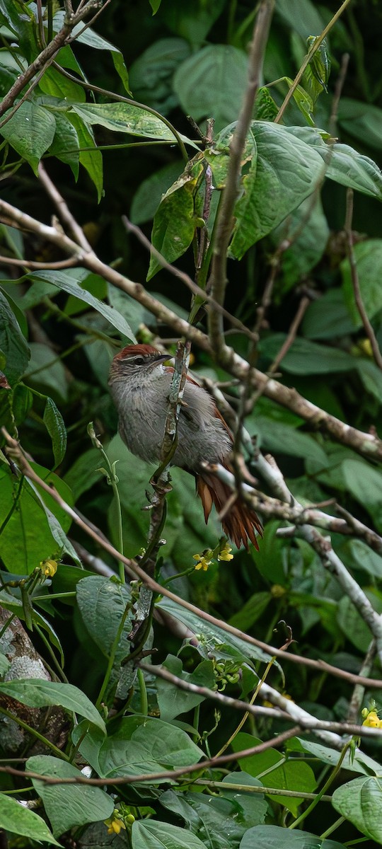 Rusty-backed Spinetail - ML631777761
